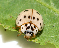Ashy gray lady beetle - Olla v-nigrum