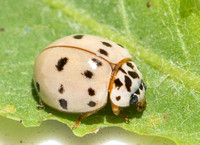 Ashy gray lady beetle - Olla v-nigrum