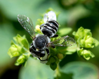 Leafcutter bee - Megachile sp.