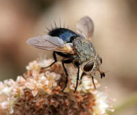 Tachinid fly - Archytas apicifer