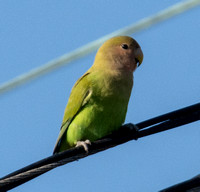 Rosy-faced Lovebird - Agapornis roseicollis