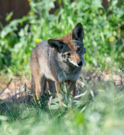 Coyote - Canis latrans