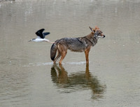 Black-necked Stilt - Himantopus mexicanus, Coyote - Canis latrans