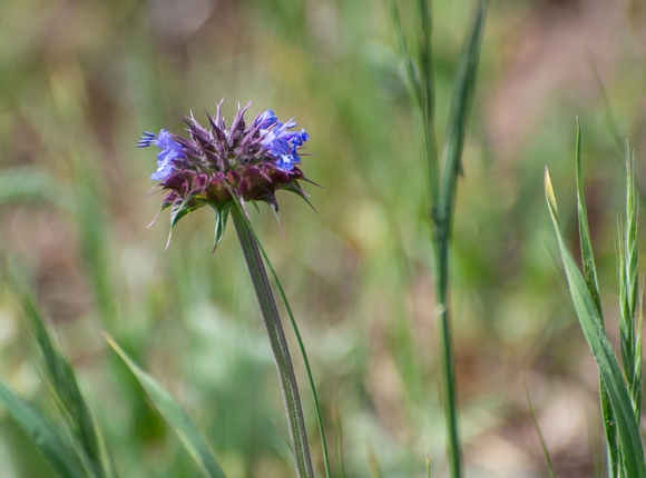 Chia - Salvia columbariae