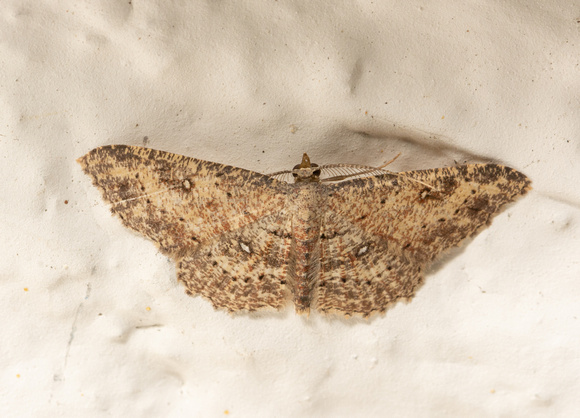 Dwarf Tawny Wave - Cyclophora nanaria