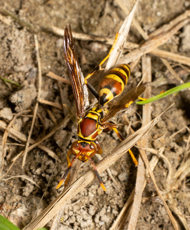 Common paper wasp - Polistes exclamans