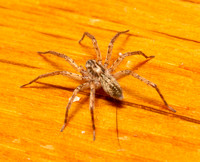 Ghost spider - Anyphaena pacifica