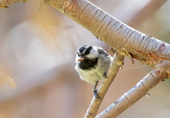 Mountain Chickadee- Poecile gambeli