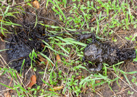 (partially digested) California Toad - Anaxyrus boreas halophilus