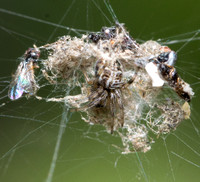 Orb weaver - Metepeira sp