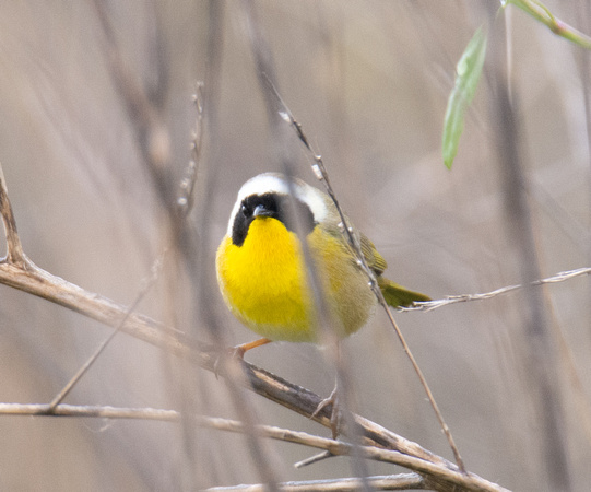 Common Yellowthroat - Geothlypis trichas