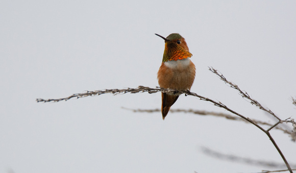 Allen's Hummingbird - Selasphorus sasin