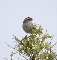 White-crowned Sparrow - Zonotrichia leucophyrs