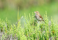 Savannah Sparrow - Passerculus sandwichensis (Belding's)