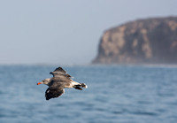 Audubon Pelagic Trip out of Dana Point August-20-2016