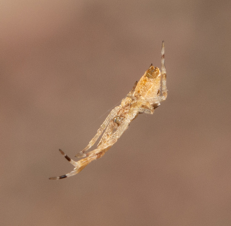 Diverse feather-legged spider - Uloborus diversus