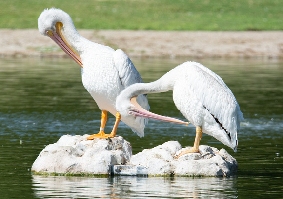 American White Pelican - Pelecanus erythrorhynchos
