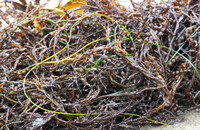 Chain Bladder Kelp -Stephanocystis osmundacea