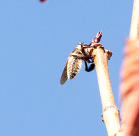 Bumble bee robber fly - Mallaphora fautrix