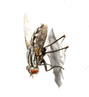 Flesh fly - unidentified sp.
