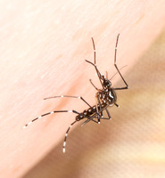 Yellow Fever Mosquito - Aedes aegypti