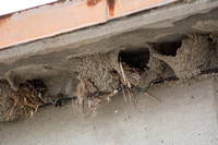 Cliff Swallow - Hirundo pyrrhonota (nests)