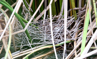 Duck nest (probably mallard)
