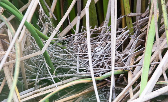 Duck nest (probably mallard)