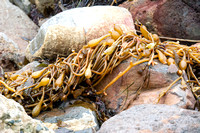 Giant Kelp - Macrocystis pyrifera