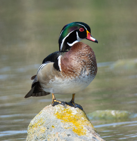 Wood Duck - Aix sponsa