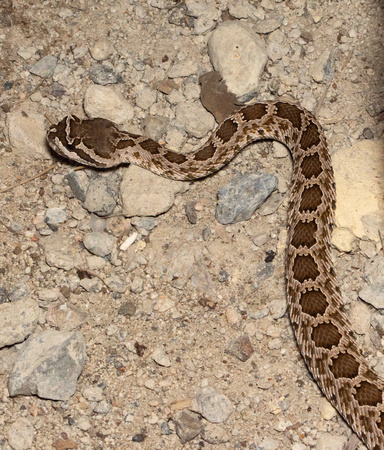 Southern Pacific Rattlesnake - Crotalus oreganus helleri