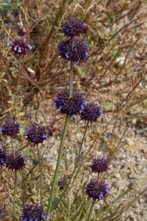 Chia - Salvia columbariae