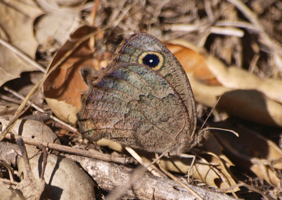 Great Basin Wood Nymph - Cercyonis sthenele
