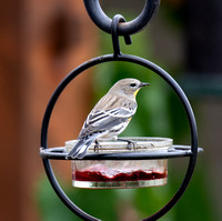 Yellow-rumped Warbler - Setophaga coronata