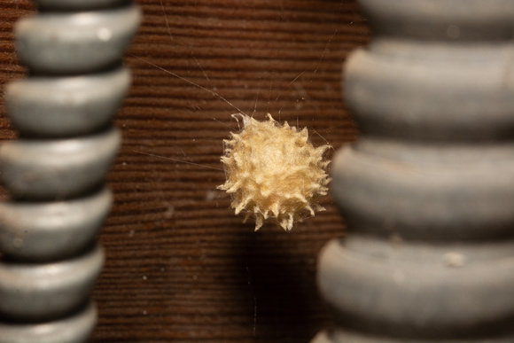 Brown widow - latrodectus geometricus (egg sac)