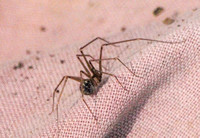 Cellar spider - Psilochorus californiae