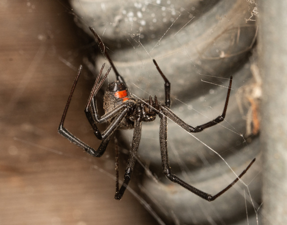 brown widow - latrodectus geometricus