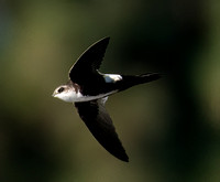 Swifts and Swallows
