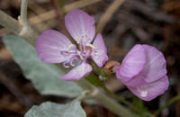 Dudley's Clarkia - Clarkia dudleyana