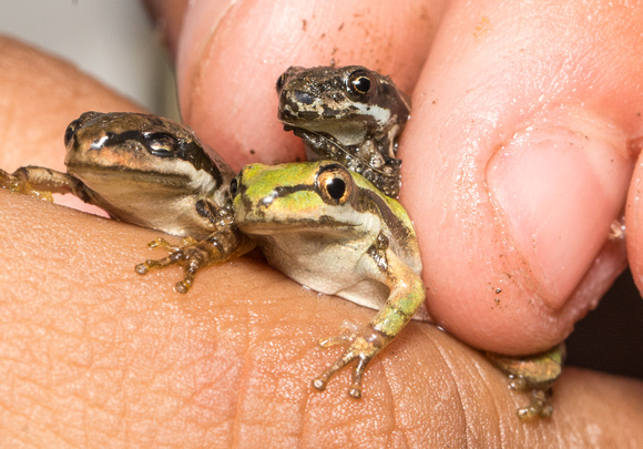Pacific Chorus Frog - Pseudacris regilla