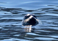 Harbor seal