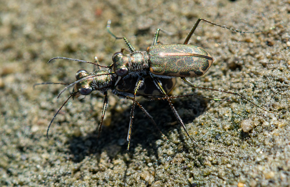 Mudflat Tiger Beetle - Cicindela trifasciata ssp. sigmoidea