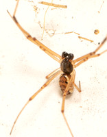 Brown widow - latrodectus geometricus (male)