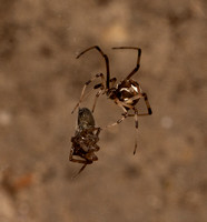 Brown widow - latrodectus geometricus, Unidentified spider