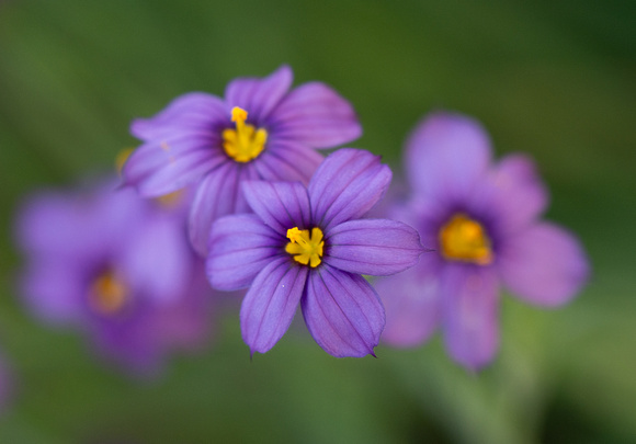 Blue-eyed Grass