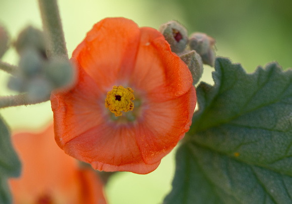 Globemallow - Sphaeralcea sp.