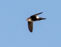 White-throated Swift - Aeronautes saxatalis