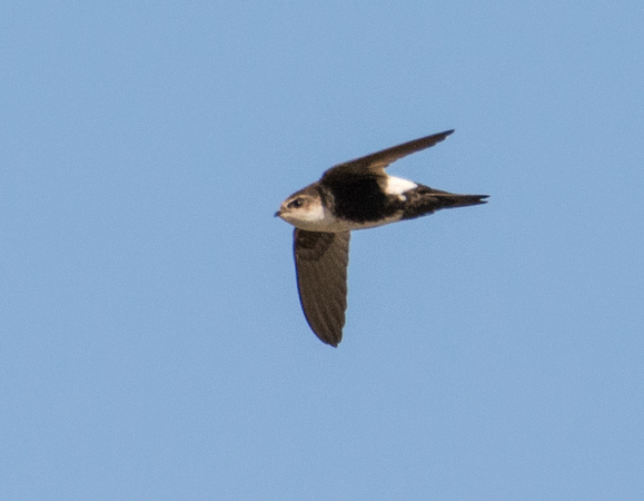 White-throated Swift - Aeronautes saxatalis