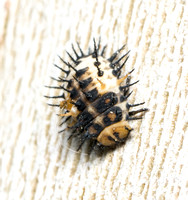 Twice-struck Ladybeetle - Axion plagiatum