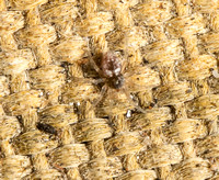 Wall Spider - Oecobius isolatus